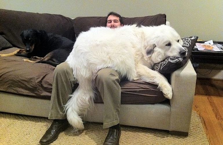 17 собак, которые не понимают, насколько они большие 
