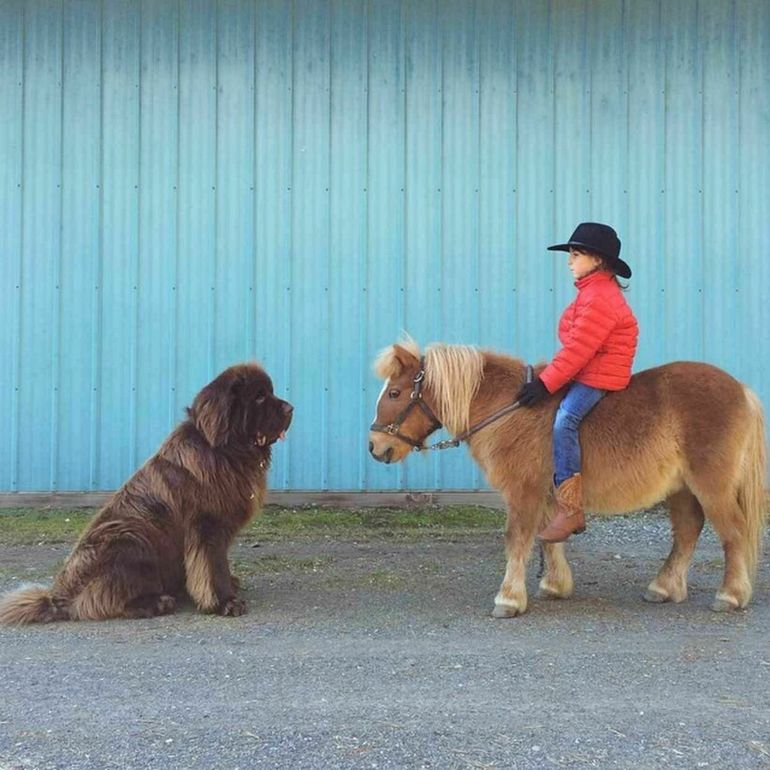 17 собак, которые не понимают, насколько они большие 