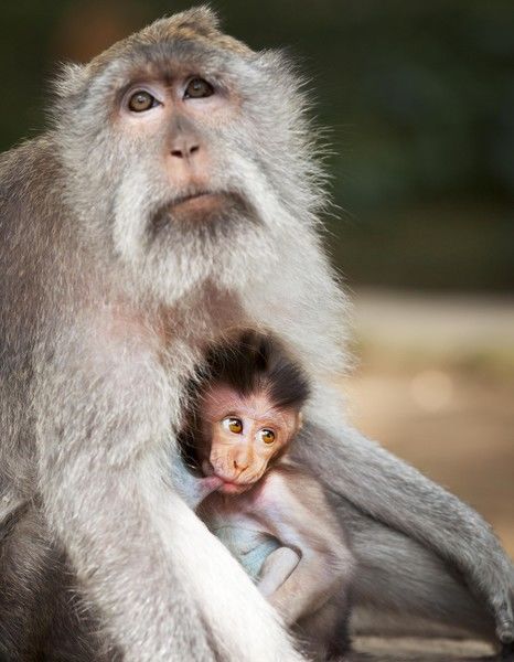 Смех, да и только: 11 животных, которые познали радость материнства 