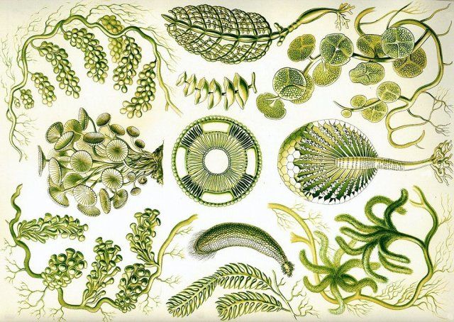 Водоросли являются низшими. Геккель растения. Эрнст Геккель. Бурые водоросли. Эрнст Геккель иллюстрации растений. Красота форм в природе Геккель.