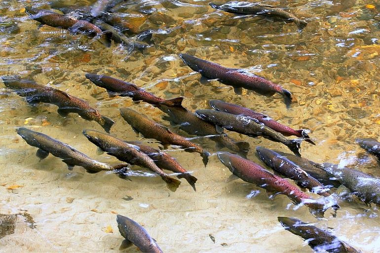 Как живёт чавыча: 6 особенностей из жизни королевского лосося 