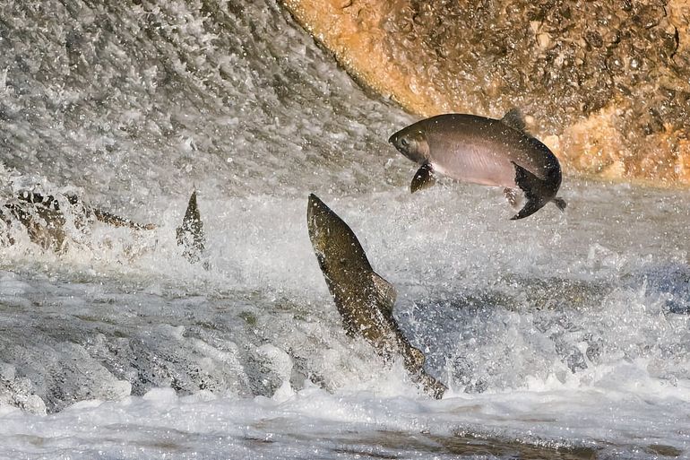 Как живёт чавыча: 6 особенностей из жизни королевского лосося 