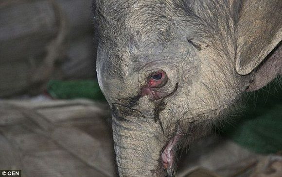 Будучи отвергнутым матерью, новорожденный слонёнок проплакал 5 часов  