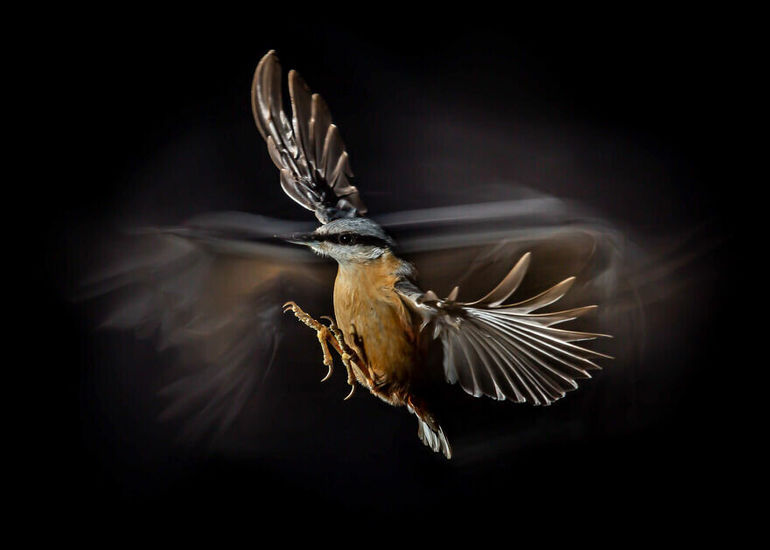 Лучшие снимки птиц, по версии конкурса Птичий фотограф 2021 