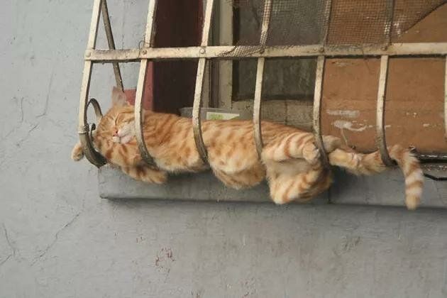 Спать всегда, спать везде: фотки котиков, уснувших в уморительных позах 