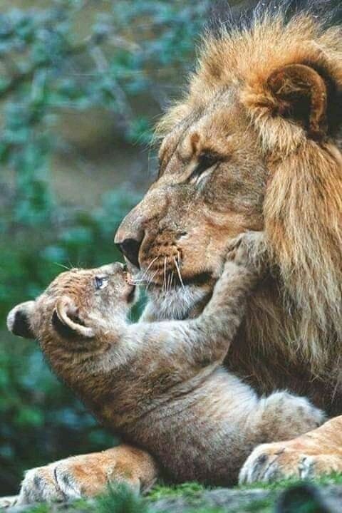 Родители и малыши. Самые любящие и терпеливые мамы и папы животного мира. Подборка добрых фотографий 