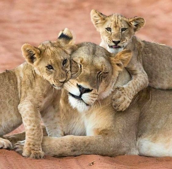 Родители и малыши. Самые любящие и терпеливые мамы и папы животного мира. Подборка добрых фотографий 