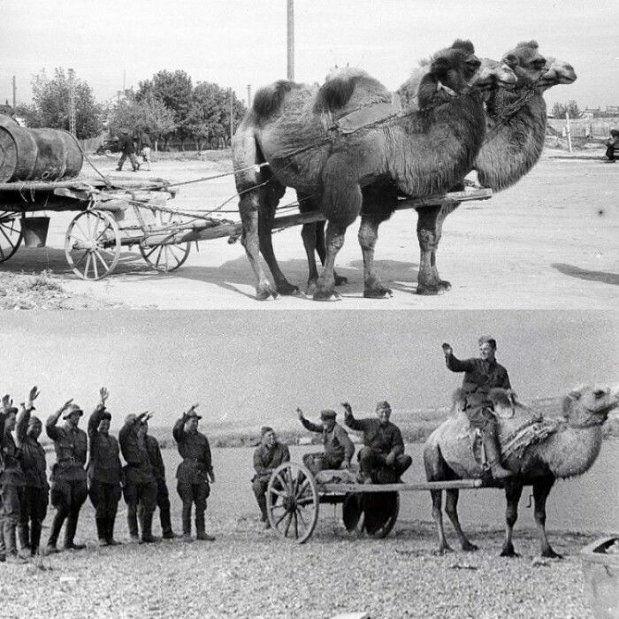 Как верблюды помогали Красной армии в годы Великой Отечественной войны: Победа на горбах 