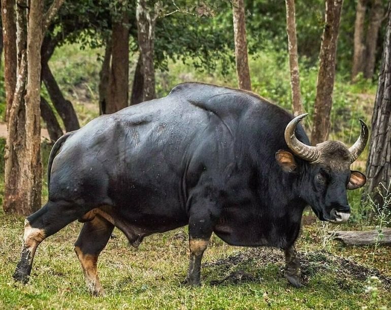 Видео: Гаур — самый крупный бык, который может гонять тигров и любит есть грязь 