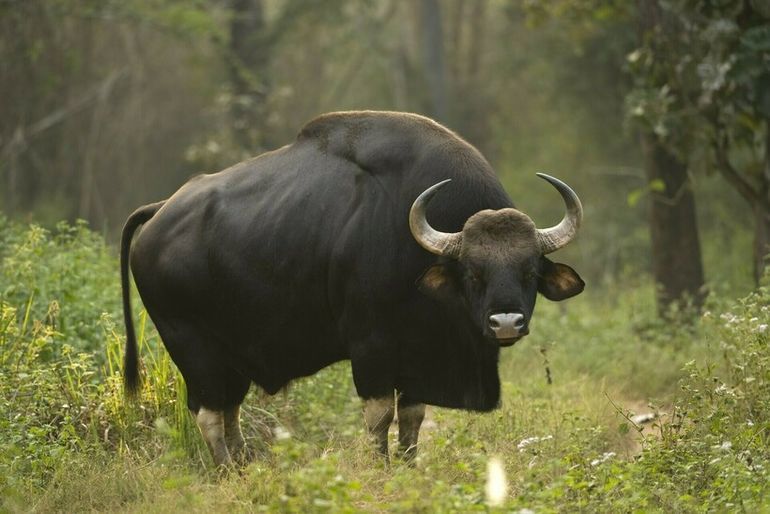 Видео: Гаур — самый крупный бык, который может гонять тигров и любит есть грязь 