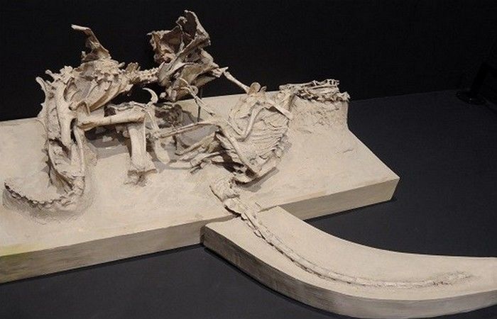 15 самых причудливых ископаемых, которые переворачивают представления о древнем мире 