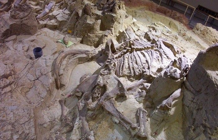 15 самых причудливых ископаемых, которые переворачивают представления о древнем мире 