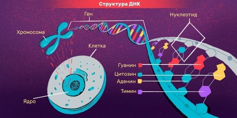 Интересные факты о человеческих генах 