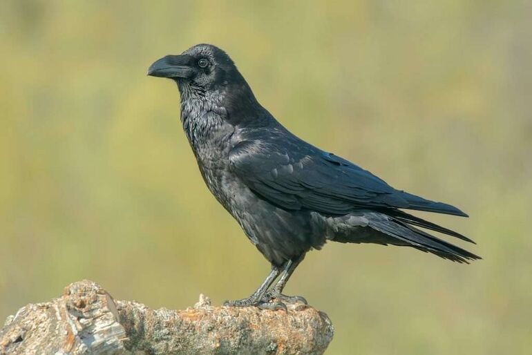 Удивительное открытие ученых: вороны могут мыслить как люди 