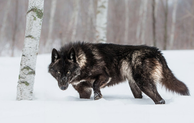 Редчайший черный волк из Миннесоты, которого сумел запечатлеть фотограф фотограф 