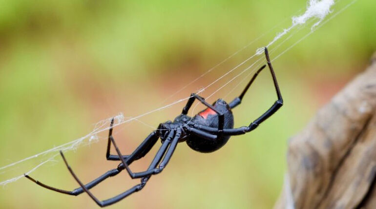 Самые опасные пауки 