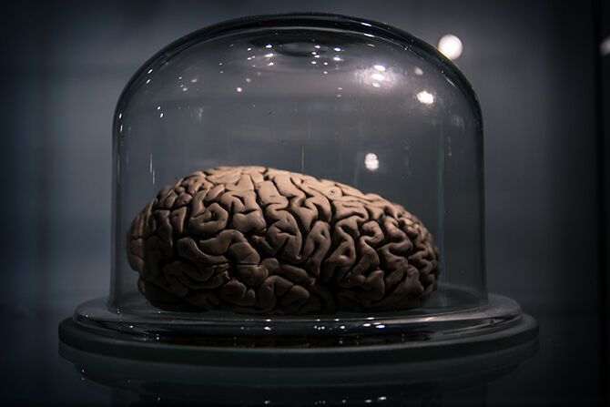 33 удивительных факта о человеческом мозге 