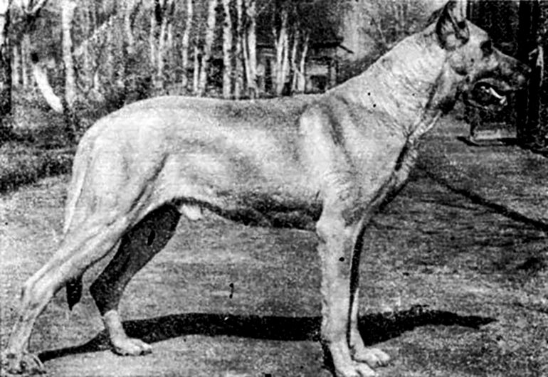 5 вымерших животных, которые раньше жили в России 