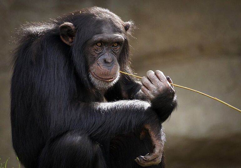 Кто самый сильный шимпанзе или человек и человек или шимпанзе? 10 интересных фактов о шимпанзе