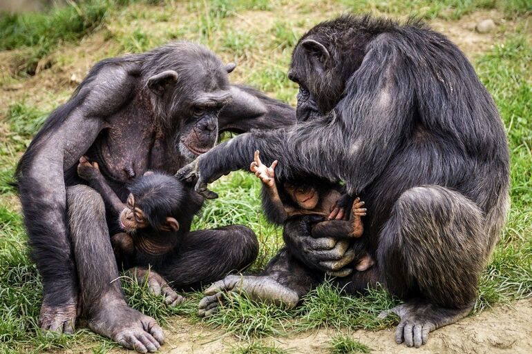 Кто самый сильный шимпанзе или человек и человек или шимпанзе? 10 интересных фактов о шимпанзе