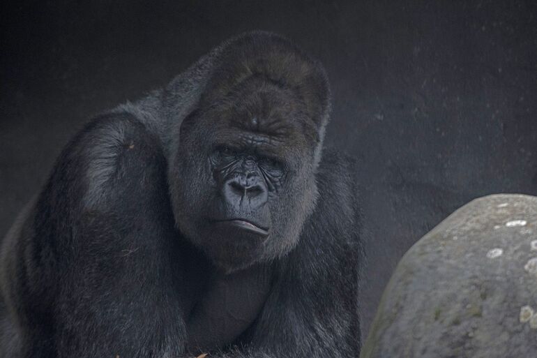 10 интересных фактов о гориллах 