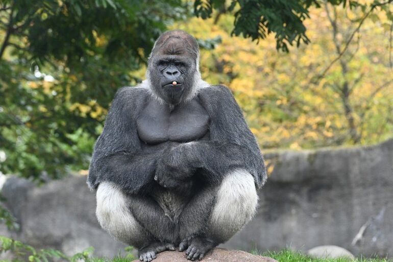 10 интересных фактов о гориллах 
