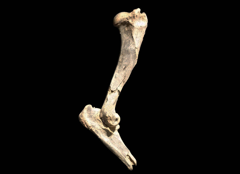 Махайрод лахайисхупап: Одна из крупнейших кошек в истории Земли и наглядная методика работы палеонтологов Махайрод лахайисхупап: Одна из крупнейших кошек в истории Земли и наглядная методика работы палеонтологов