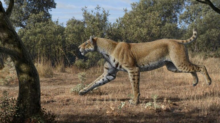 Махайрод лахайисхупап: Одна из крупнейших кошек в истории Земли и наглядная методика работы палеонтологов Махайрод лахайисхупап: Одна из крупнейших кошек в истории Земли и наглядная методика работы палеонтологов