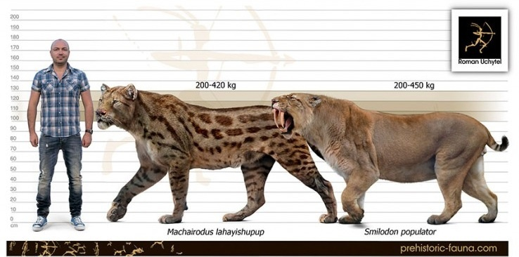 Махайрод лахайисхупап: Одна из крупнейших кошек в истории Земли и наглядная методика работы палеонтологов Махайрод лахайисхупап: Одна из крупнейших кошек в истории Земли и наглядная методика работы палеонтологов