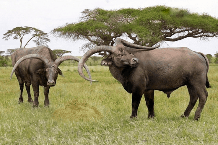 Пелоровис олдувайский: Древние быки с чудовищными рогами. Брутальный гигант доисторической Африки 