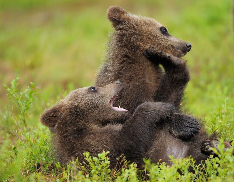 Бурые медведи из финских лесов медведь, медведя, Финляндии, бурого, популяции, животное, Европе, Однако, марта, через, Бурый, северозападе, Ареал, России, занимает, исключением, почти, лесную, южных, районов