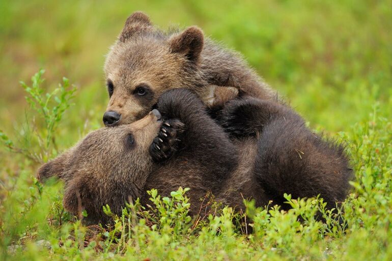 Бурые медведи из финских лесов медведь, медведя, Финляндии, бурого, популяции, животное, Европе, Однако, марта, через, Бурый, северозападе, Ареал, России, занимает, исключением, почти, лесную, южных, районов