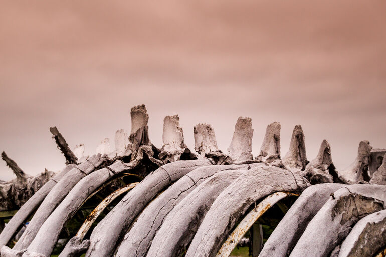 «Аллея китовых скелетов» на острове Итыгран 