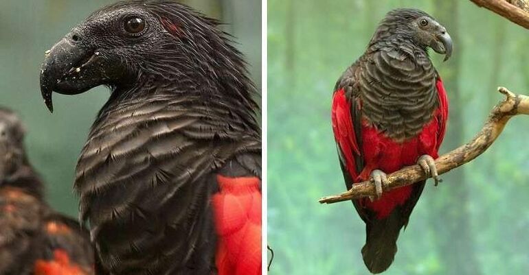 Орлиный попугай: 12 фотографий графа Дракулы из мира птиц, чей внешний вид внушает трепет и восхищение 