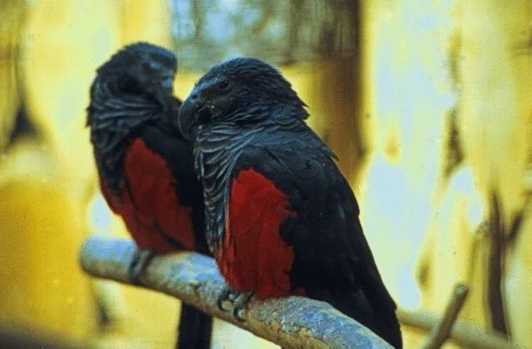 Орлиный попугай: 12 фотографий графа Дракулы из мира птиц, чей внешний вид внушает трепет и восхищение 