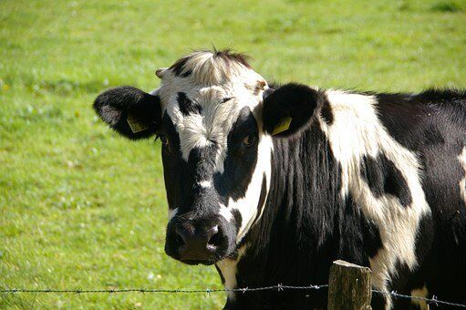 Коровы загрязняют атмосферу так же, как автомобили? 