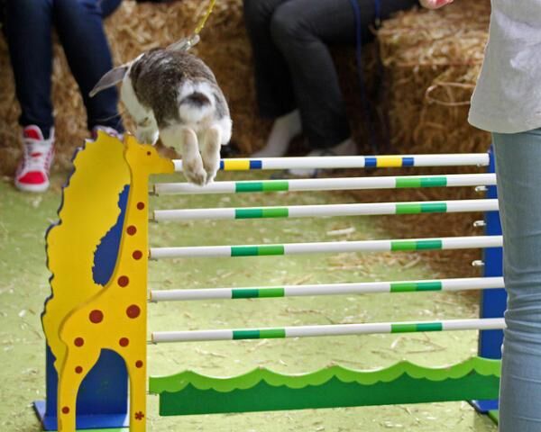 Конкурс по прыжкам среди Кроликов 