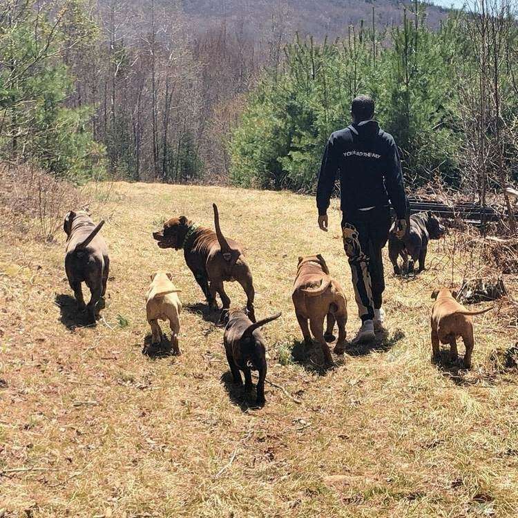 Огромный пес Халк — один из самых больших питбулей в мире, и его имя подходит ему как ничто другое 