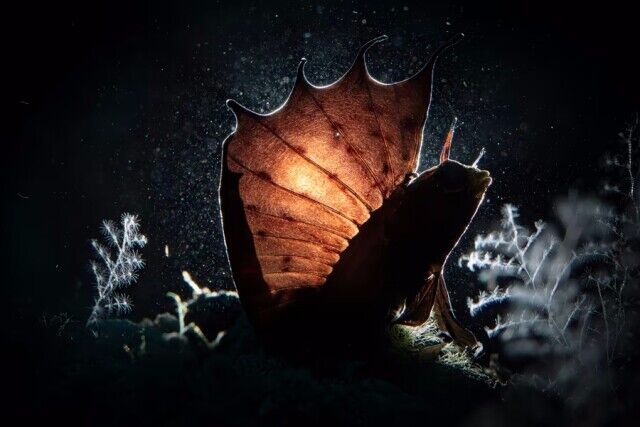 Победители конкурса подводной фотографии Ocean Art 2023 (18 фото)