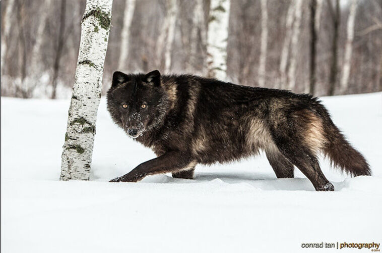 Редчайшие фото черного волка в Миннесоте 