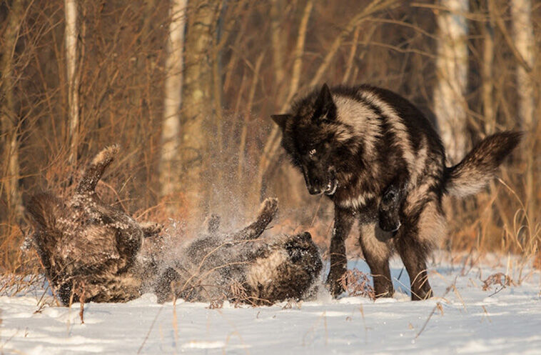 Редчайшие фото черного волка в Миннесоте 