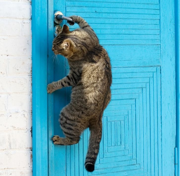 Открой мне двери давно пришла я. Кошка стучится в дверь. Дверь для кота. Кот открывает дверь. Кот висит.