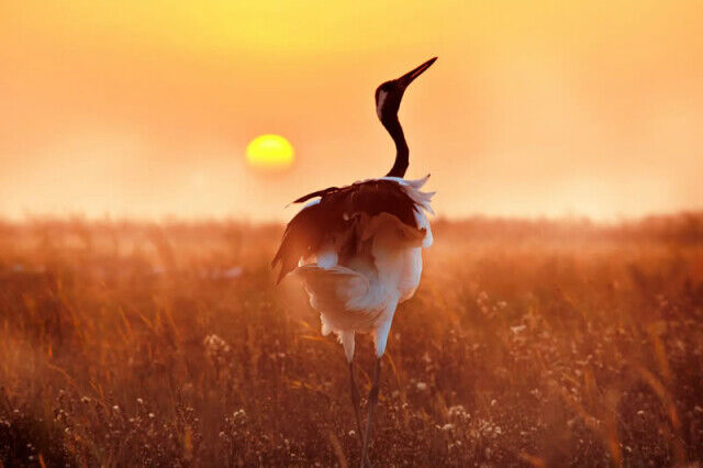 Великолепные снимки диких животных и птиц с конкурса фотографий природы  