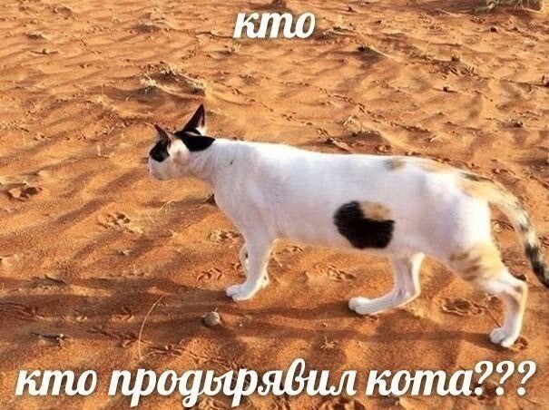 Мемы про новую породу курочек, дедушку на фотосессии, машину с кондиционером, весну и многое другое (28 фото) Новый, рабочую, многое, защиту, паническую, лучшую, собаки, мячик, лучший, юриста, кошку, неделю, Маргариту, сборник, мастера, выпуске, настроенияСегодня, отличного, вашего, любую