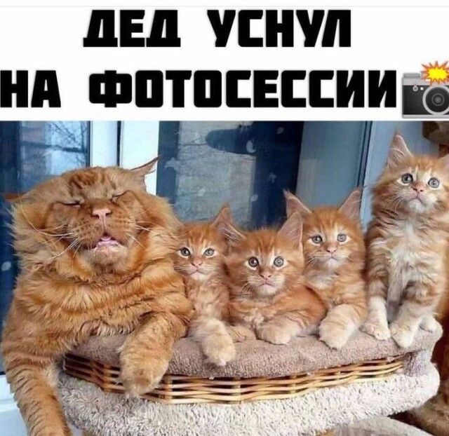Мемы про новую породу курочек, дедушку на фотосессии, машину с кондиционером, весну и многое другое (28 фото) Новый, рабочую, многое, защиту, паническую, лучшую, собаки, мячик, лучший, юриста, кошку, неделю, Маргариту, сборник, мастера, выпуске, настроенияСегодня, отличного, вашего, любую