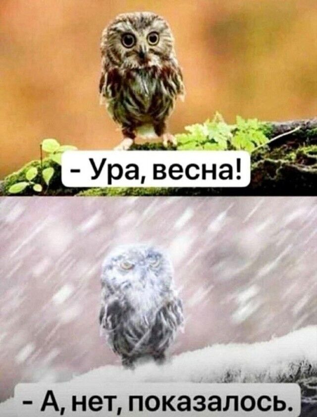Мемы про новую породу курочек, дедушку на фотосессии, машину с кондиционером, весну и многое другое (28 фото) Новый, рабочую, многое, защиту, паническую, лучшую, собаки, мячик, лучший, юриста, кошку, неделю, Маргариту, сборник, мастера, выпуске, настроенияСегодня, отличного, вашего, любую