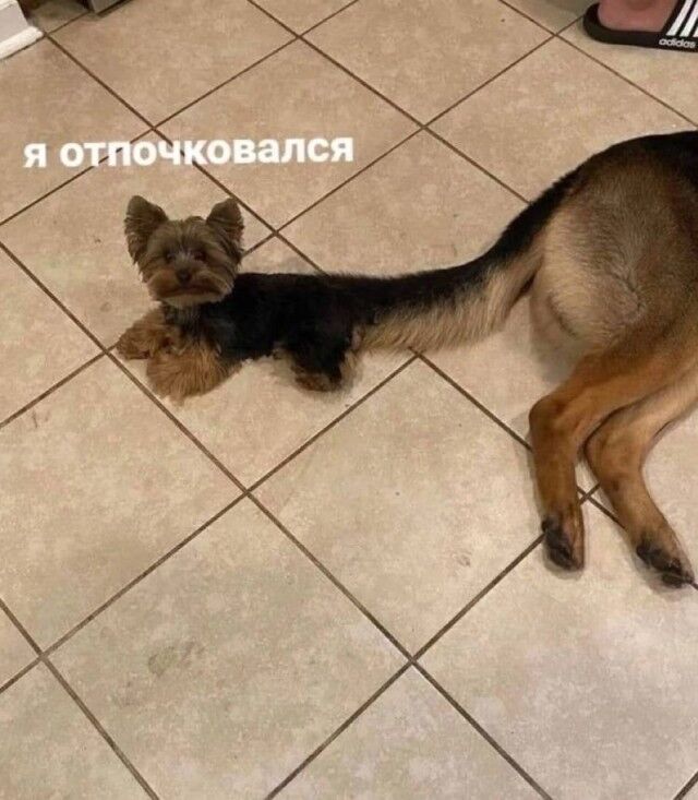 Мемы про новую породу курочек, дедушку на фотосессии, машину с кондиционером, весну и многое другое (28 фото) Новый, рабочую, многое, защиту, паническую, лучшую, собаки, мячик, лучший, юриста, кошку, неделю, Маргариту, сборник, мастера, выпуске, настроенияСегодня, отличного, вашего, любую