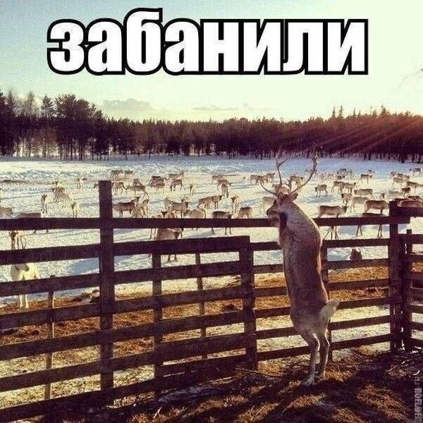 Мемы про новую породу курочек, дедушку на фотосессии, машину с кондиционером, весну и многое другое (28 фото) Новый, рабочую, многое, защиту, паническую, лучшую, собаки, мячик, лучший, юриста, кошку, неделю, Маргариту, сборник, мастера, выпуске, настроенияСегодня, отличного, вашего, любую