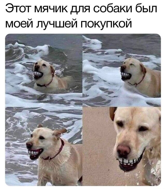 Мемы про новую породу курочек, дедушку на фотосессии, машину с кондиционером, весну и многое другое (28 фото) Новый, рабочую, многое, защиту, паническую, лучшую, собаки, мячик, лучший, юриста, кошку, неделю, Маргариту, сборник, мастера, выпуске, настроенияСегодня, отличного, вашего, любую
