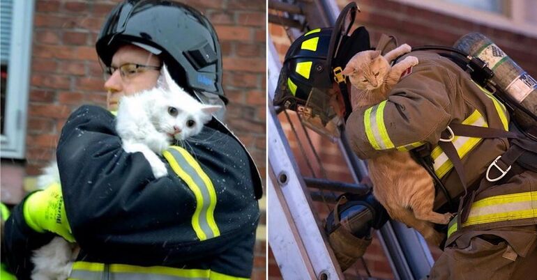 Невероятные пожарные, которые, рискуя жизнью, спасают кошек из горящих домов